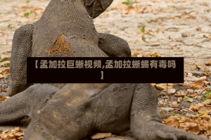 【孟加拉巨蜥视频,孟加拉蜥蜴有毒吗】