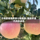 今年的晚熟苹果行情走势/晚熟苹果几月份成熟