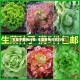 生菜子费用行情/生菜费用今日行情