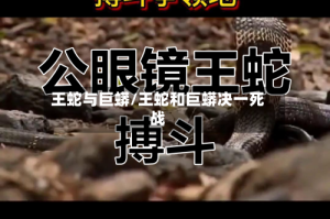 王蛇与巨蟒/王蛇和巨蟒决一死战