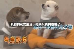 机器狗花式整活，把两只真狗看懵了