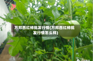 万邦西红柿批发行情(万邦西红柿批发行情怎么样)