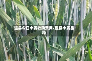温县今日小麦收购费用/温县小麦品种