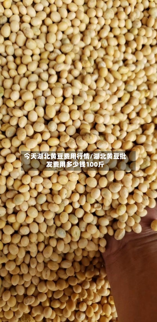 今天湖北黄豆费用行情/湖北黄豆批发费用多少钱100斤-第3张图片