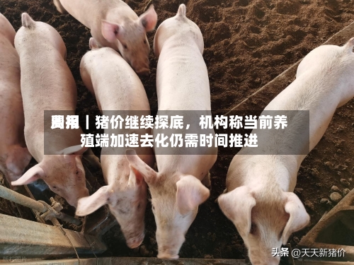 费用周报｜猪价继续探底，机构称当前养殖端加速去化仍需时间推进-第1张图片