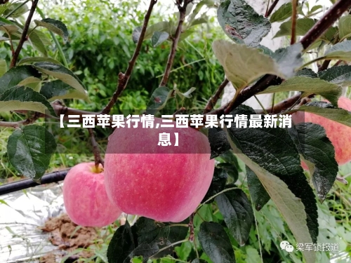 【三西苹果行情,三西苹果行情最新消息】-第1张图片