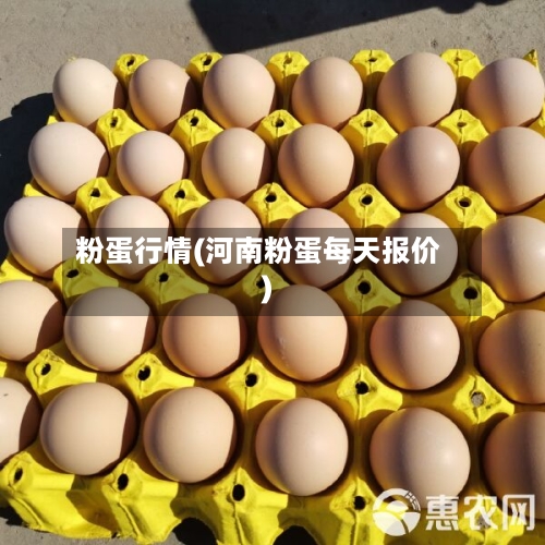 粉蛋行情(河南粉蛋每天报价)-第1张图片