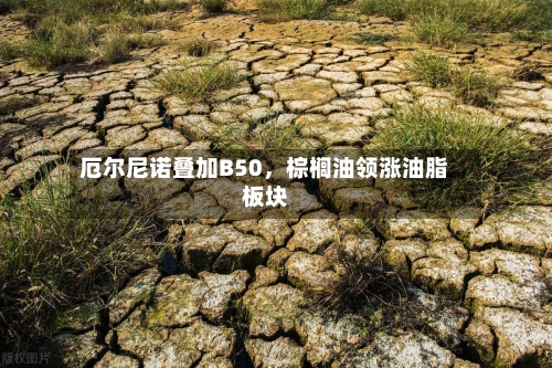 厄尔尼诺叠加B50，棕榈油领涨油脂板块-第1张图片