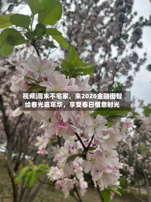 视频|周末不宅家，来2026金融街智绘春光嘉年华	，享受春日惬意时光-第3张图片