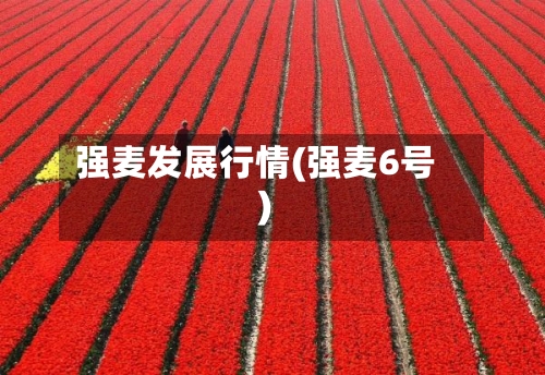 强麦发展行情(强麦6号)-第1张图片