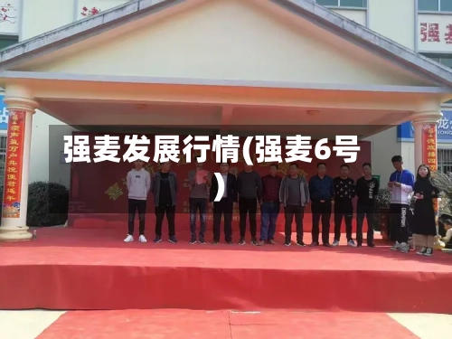 强麦发展行情(强麦6号)-第2张图片