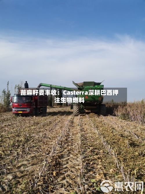 蓖麻籽要丰收：Casterra深耕巴西押注生物燃料-第1张图片