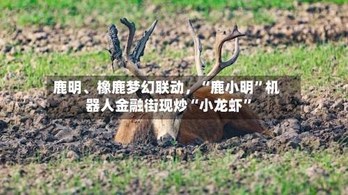 鹿明	、橡鹿梦幻联动	，“鹿小明	”机器人金融街现炒“小龙虾”-第1张图片