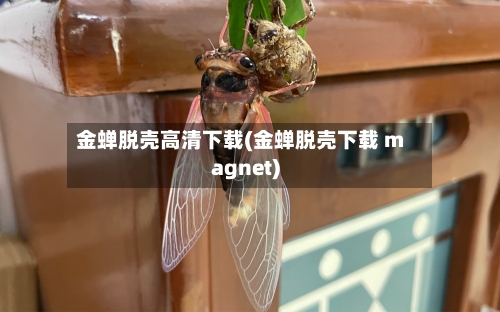 金蝉脱壳高清下载(金蝉脱壳下载 magnet)-第2张图片