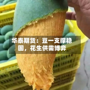 华泰期货：豆一支撑稳固	，花生供需博弈-第1张图片