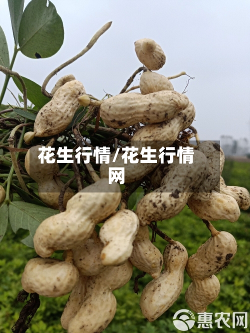 花生行情/花生行情网-第3张图片