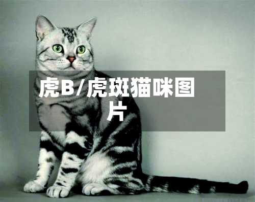 虎B/虎斑猫咪图片-第2张图片