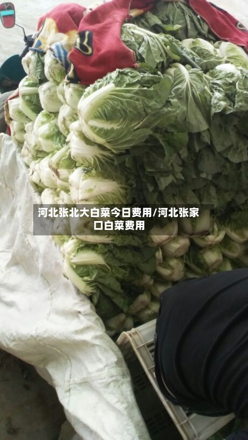 河北张北大白菜今日费用/河北张家口白菜费用-第2张图片