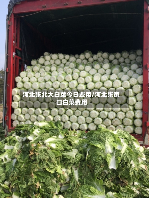 河北张北大白菜今日费用/河北张家口白菜费用-第3张图片