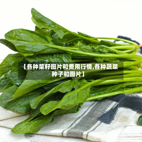 【各种菜籽图片和费用行情,各种蔬菜种子和图片】-第1张图片