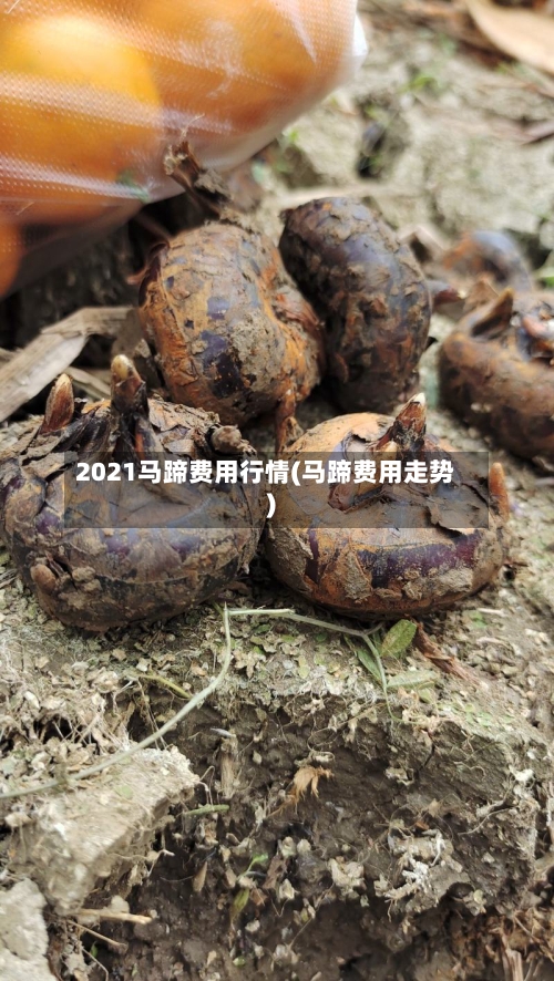 2021马蹄费用行情(马蹄费用走势)-第2张图片