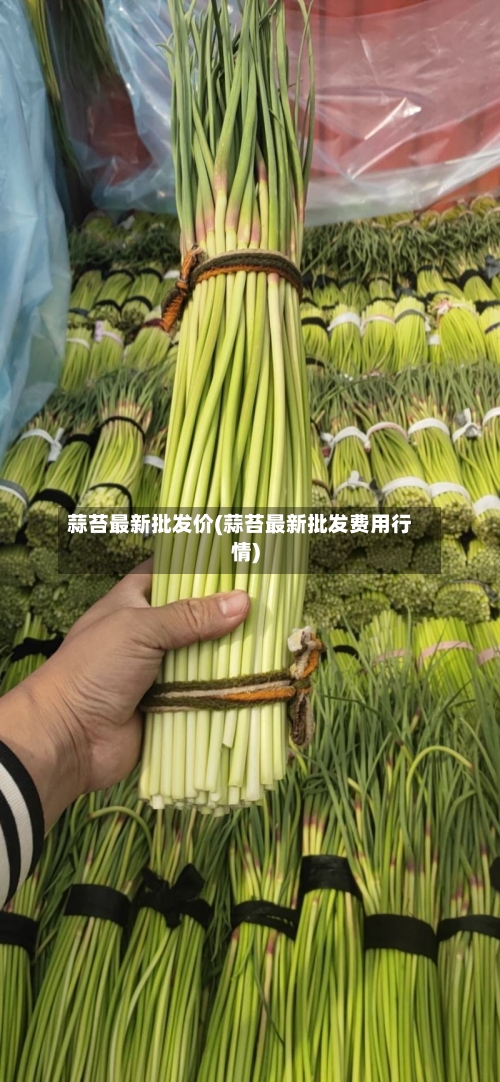 蒜苔最新批发价(蒜苔最新批发费用行情)-第3张图片