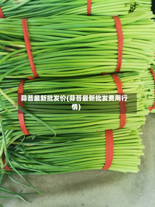 蒜苔最新批发价(蒜苔最新批发费用行情)-第1张图片