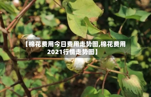【棉花费用今日费用走势图,棉花费用2021行情走势图】-第1张图片
