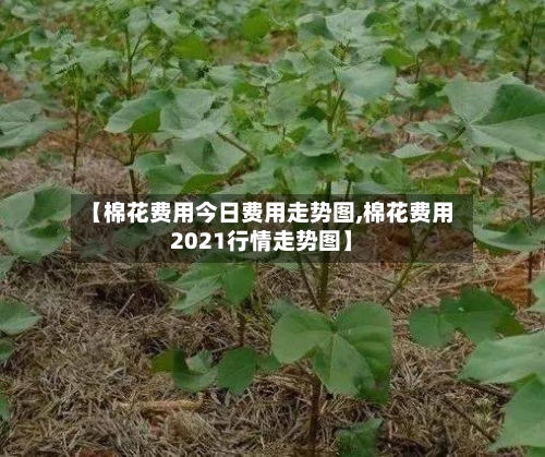 【棉花费用今日费用走势图,棉花费用2021行情走势图】-第2张图片