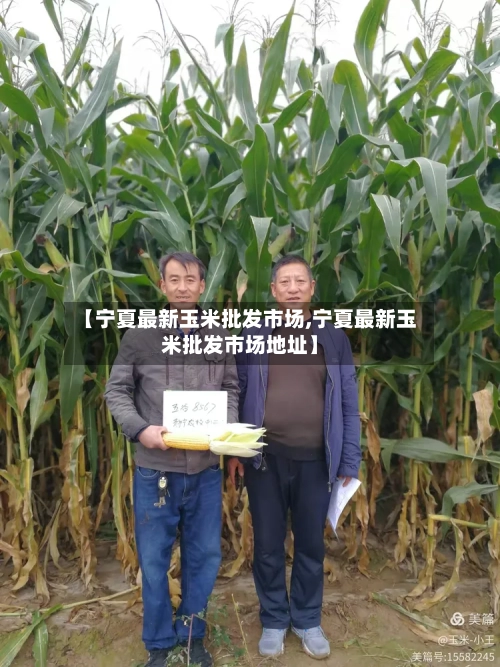 【宁夏最新玉米批发市场,宁夏最新玉米批发市场地址】-第3张图片