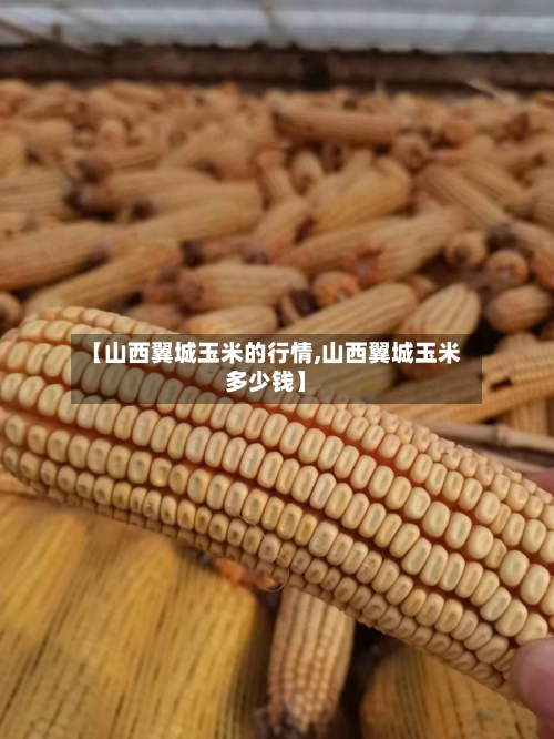 【山西翼城玉米的行情,山西翼城玉米多少钱】-第1张图片