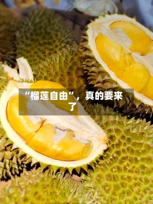 “榴莲自由”，真的要来了-第1张图片
