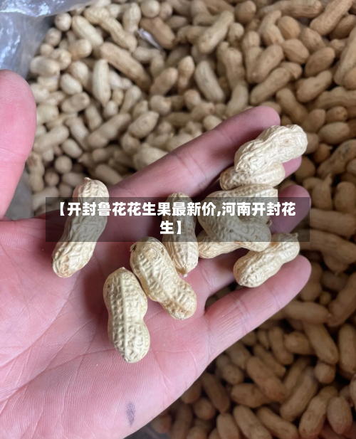 【开封鲁花花生果最新价,河南开封花生】-第2张图片