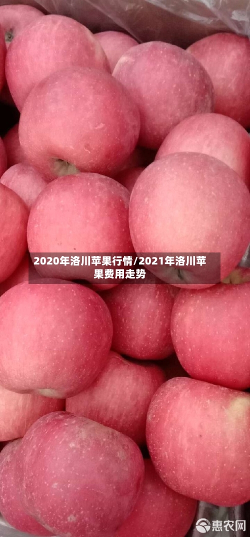 2020年洛川苹果行情/2021年洛川苹果费用走势-第2张图片