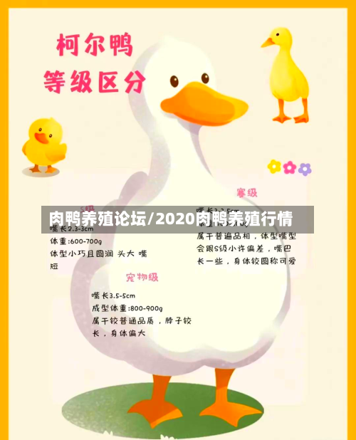肉鸭养殖论坛/2020肉鸭养殖行情-第1张图片