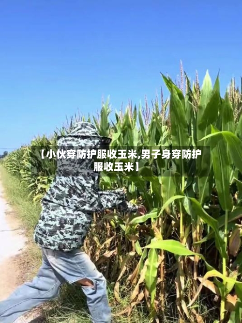 【小伙穿防护服收玉米,男子身穿防护服收玉米】-第2张图片