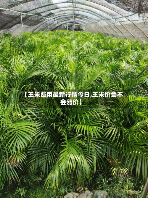 【王米费用最新行情今日,王米价会不会涨价】-第1张图片