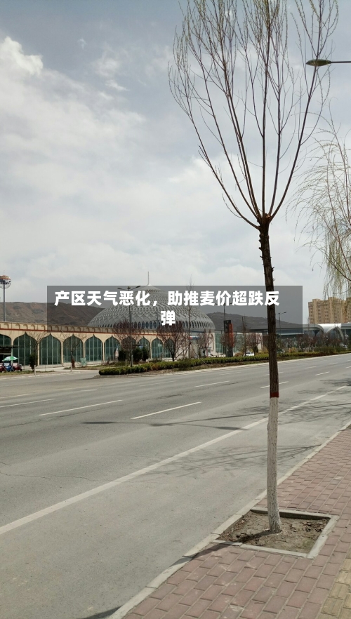 产区天气恶化，助推麦价超跌反弹-第2张图片