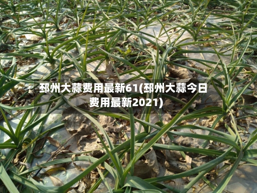 邳州大蒜费用最新61(邳州大蒜今日费用最新2021)-第1张图片