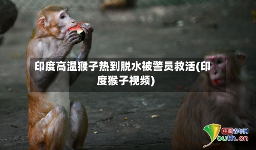 印度高温猴子热到脱水被警员救活(印度猴子视频)-第2张图片