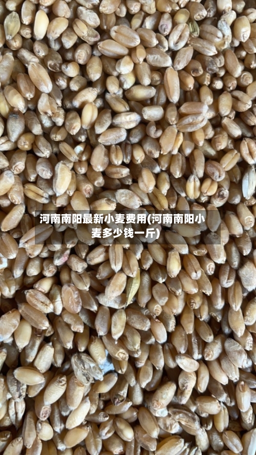 河南南阳最新小麦费用(河南南阳小麦多少钱一斤)-第1张图片