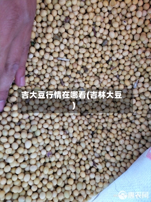 吉大豆行情在哪看(吉林大豆)-第2张图片