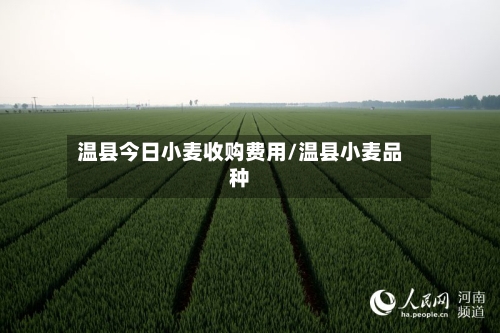 温县今日小麦收购费用/温县小麦品种-第2张图片