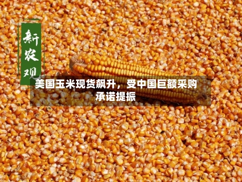 美国玉米现货飙升，受中国巨额采购承诺提振-第2张图片